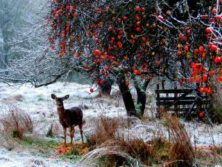 обои Молодой олень под зимней яблоней фото