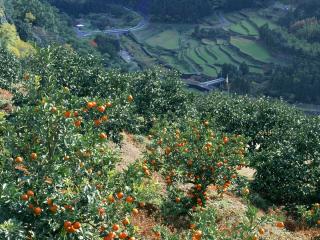 обои Плантация мандаринов высоко в горах фото