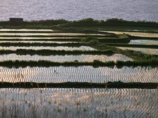 обои Рисовые плантации вблизи моря фото