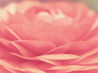 обои Розовая красота цветка фото
