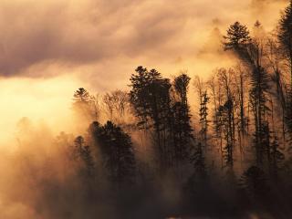 обои Утренний густой туман в лесу фото