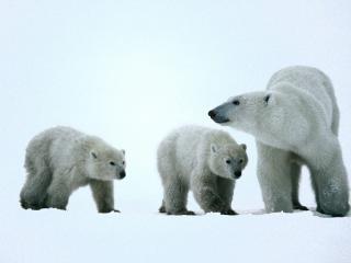 обои Взрослый белый медведь и два медвежонка фото