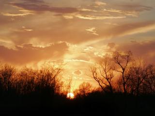 обои Закат солнца в дремучем лесу фото
