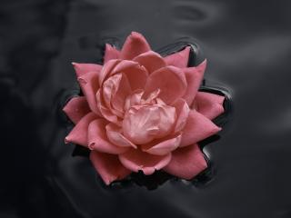 обои Красивый нежно-розовый цветок фото