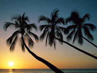 обои Три пальмы тянутся к закату фото