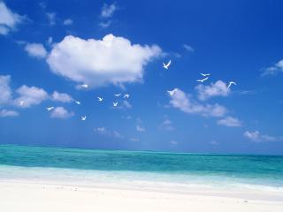 обои Белый песок и чайки парящие над морем фото