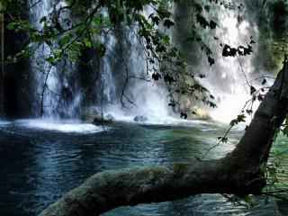 обои Ветвь дерева у водопада фото