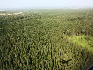 обои Огромный хвойный лес с высоты птичьего полета фото