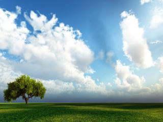 обои Шикарное дерево в поле под солнечными лучами фото