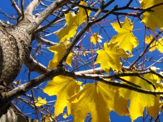 обои Желтые листья на ветви клена фото
