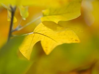 обои Желтые осенние листья фото