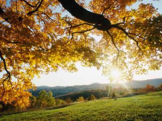 обои Золотые осенние листья дерева над поляной фото