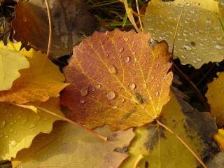 обои Капли дождя на осенних листьях фото