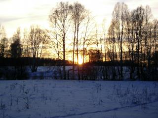 обои Солнце садится за зимним лесом фото