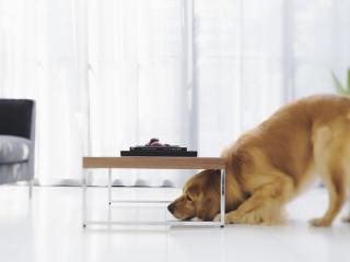 обои Большая собака под маленький столик фото