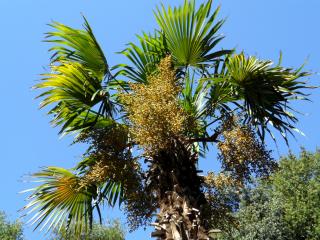 обои Высокая пальма под голубым небом фото