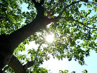 обои Солнечный свет, в ветвях летнего дерева фото