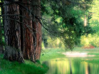 обои Чудесный пруд в летнем лесу фото