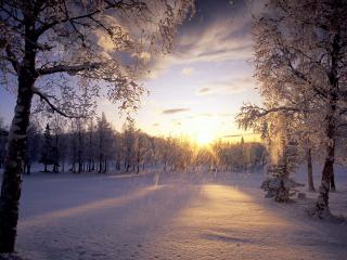 обои Лесная полянка под снегом фото
