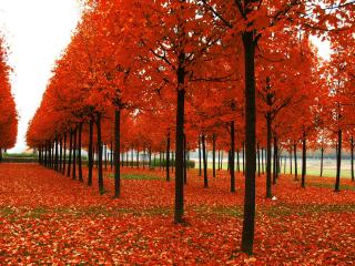 обои Осенний парк,  листопад фото