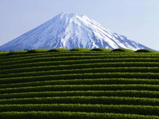 обои Чайная плантация у подножия вулкана фото