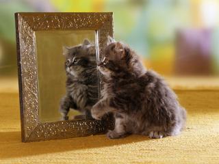 обои Котенок смотритса в зеркальце фото
