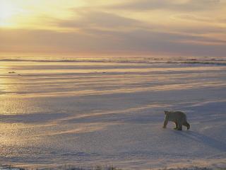 обои Белый медведь идет по снежной степи фото