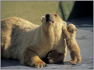обои Белый медвежонок играет с мамой фото