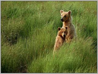 обои Два медвежонка в густой зеленой траве фото
