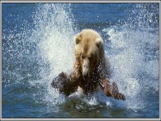 обои Медведь плескается в чистой воде фото