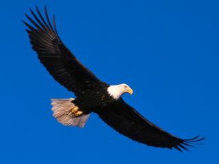 обои Безмятежный полет орла в синем небе фото