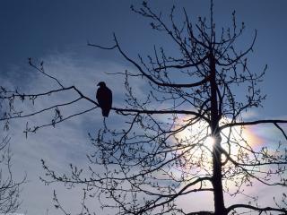 обои Орел сидит высоко на ветке дерева фото