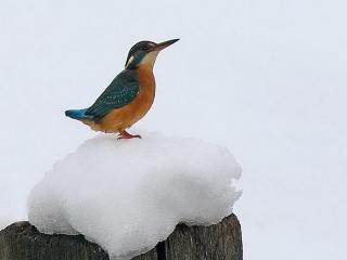 обои Маленькая птичка на тяющем снегу фото