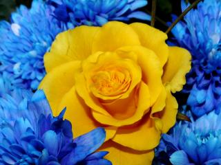 обои Желтая роза среди синих цветов фото