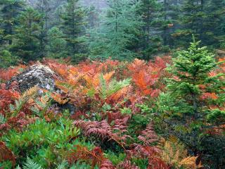 обои Разноцветные кусты на поляне хвойного леса фото