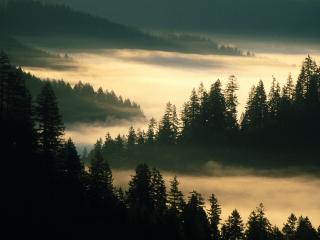 обои Леса,   окутанные туманом фото