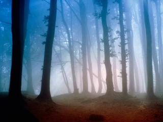 обои Таинственный свет в утреннем в лесу фото