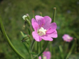 обои Розовый полевой цветок фото
