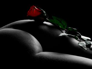 обои Красная роза на  попке у девушки фото