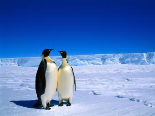 обои Два пингвина греются на солнце среди бескрайнего снега фото