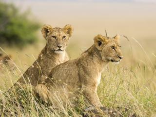 обои Два львенка сидят в траве фото