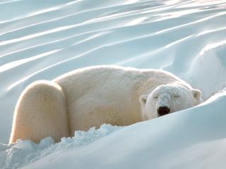 обои Полярный медведь задремал среди белых снегов фото