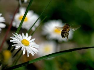 обои Полёт пчелы вокруг ромашки фото