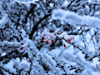 обои Ягоды барбариса в снегу фото
