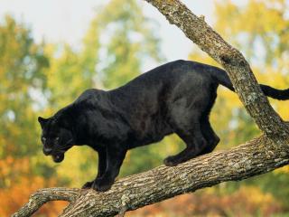 обои Пантера черная на дереве фото