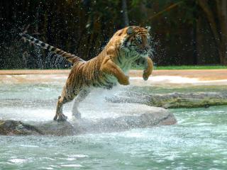 обои Тигр в прыжке в воду фото
