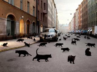 обои Нашествие черных кошек фото