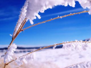 обои Ветвь в снегу,   под ярким голубым небом фото
