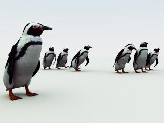 обои Пингвины на белом фоне фото