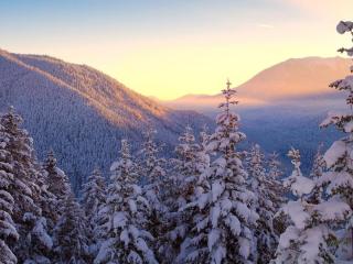 обои Снежные ели и холмы под нежным закатом фото
